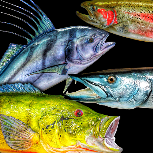 image of taxidermied fish